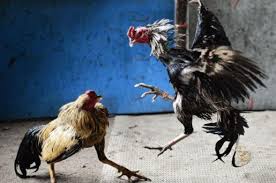 Cách chọn gà đá hay