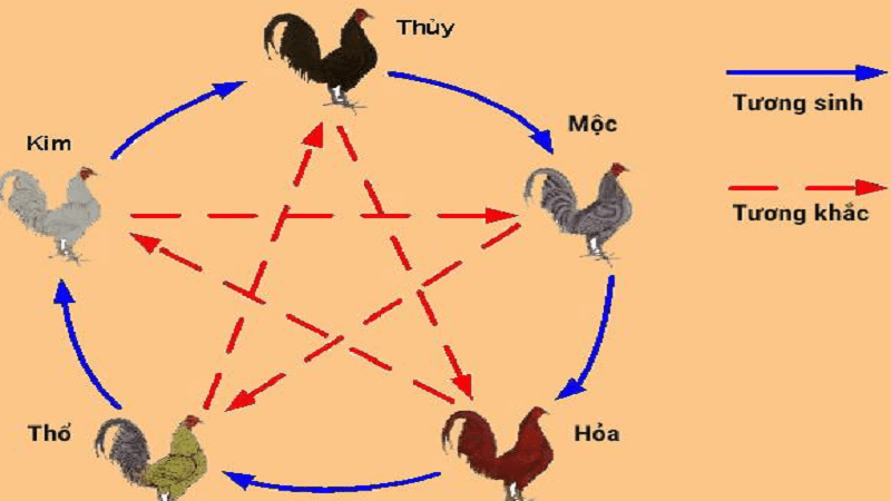 Xem màu mạng gà đá theo lịch âm và ngày giờ