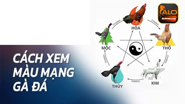 Cách xem màu mạng gà đá chuẩn theo phong thủy ngũ hành