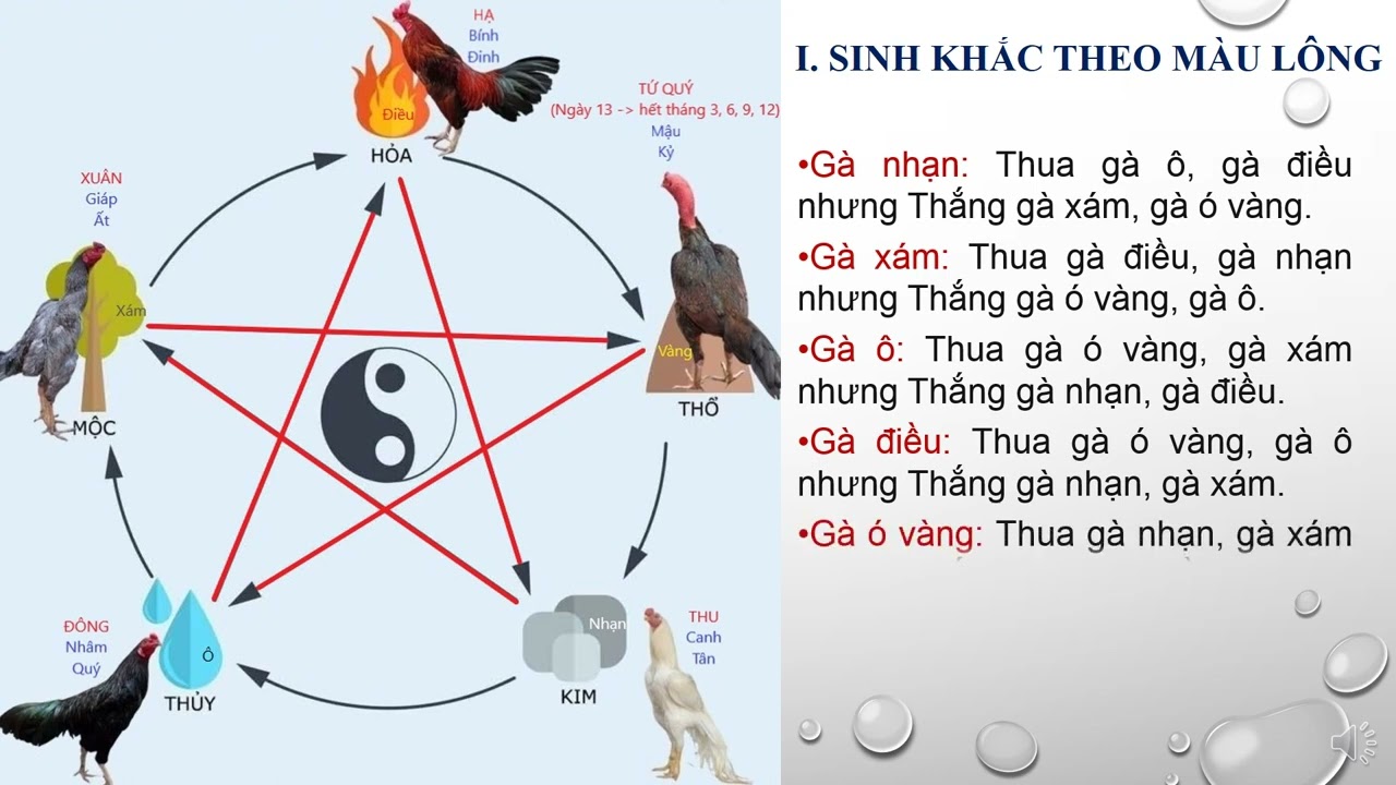 Phân loại màu mạng gà đá theo 5 hành cơ bản