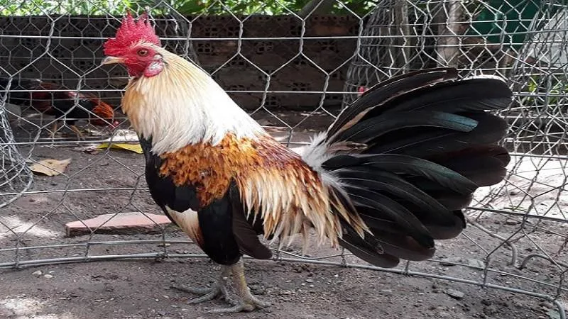 Gà chuối thuộc mệnh gì trong ngũ hành?