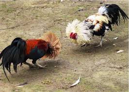 Gà chuối đá ngày nào tốt