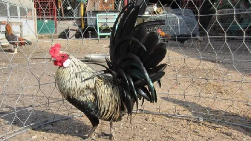 Bí kíp xem giờ xuất hành và hướng thả gà tài lộc