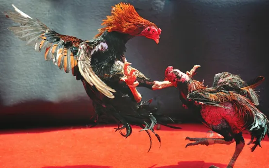 Kinh nghiệm theo dõi và phân tích đá gà tại Sunwin