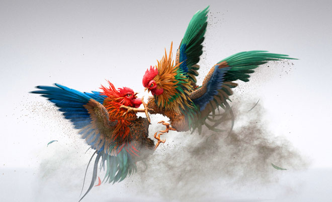 Những trận gà có đòn cáo hay nhất khiến đối thủ “chết lặng”